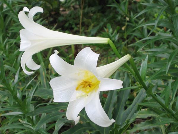 Cây bách hợp là một loài hoa màu trắng