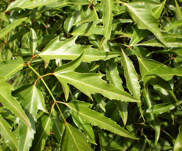 Cây đinh lăng là một loại cây cảnh quen thuộc với người Việt Nam, có tác dụng như một loại “thần dược” trị bệnh
